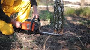 Leaf Removal in Carleton, MI